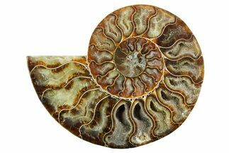 Cut & Polished Ammonite Fossil (Half) - Madagascar #347535