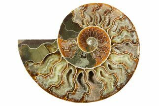 Cut & Polished Ammonite Fossil (Half) - Madagascar #347544