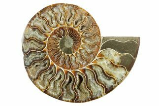 Cut & Polished Ammonite Fossil (Half) - Madagascar #347548