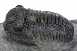 Detailed Gerastos Trilobite Fossil - Morocco #347352