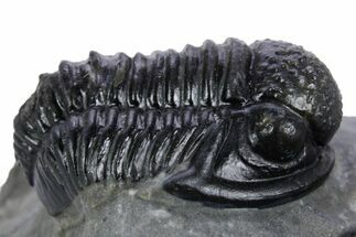 Detailed Gerastos Trilobite Fossil - Morocco #347360