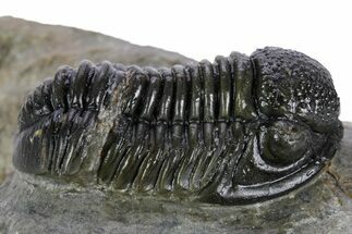 Detailed Gerastos Trilobite Fossil - Morocco #347361