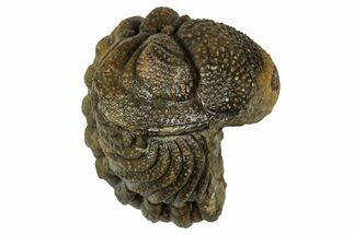 Wide, Enrolled Morocops Trilobite - Morocco #347227