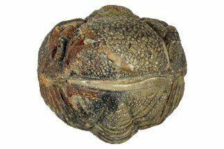 Wide, Perfectly Enrolled Morocops Trilobite - Morocco #347234