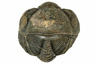 Wide, Perfectly Enrolled Morocops Trilobite - Morocco #347238