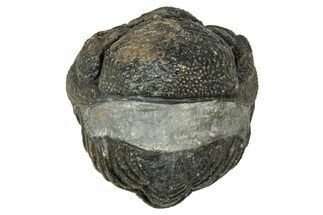 Wide, Enrolled Morocops Trilobite - Morocco #347241