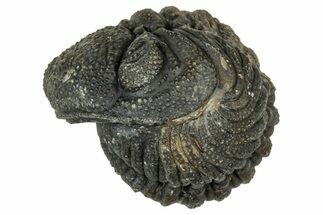Wide, Enrolled Morocops Trilobite - Morocco #347242