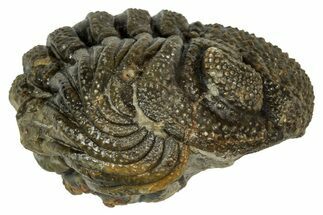Wide, Enrolled Morocops Trilobite - Morocco #347248