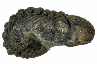 Wide, Curled Morocops Trilobite - Morocco #347252