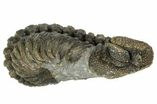 Wide, Curled Morocops Trilobite - Morocco #347253