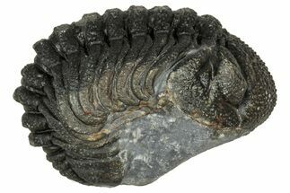 Wide, Curled Morocops Trilobite - Morocco #347254