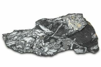 Fossil Seed Fern (Pecopteris) Plate - Pennsylvania #347680