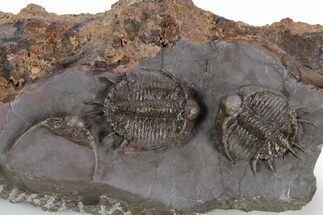 Two Beautiful, Uncommon Basseiarges Trilobite - Jorf, Morocco #347768