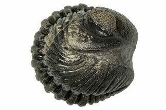 Wide, Enrolled Pedinopariops Trilobite - Excellent Eyes #347740