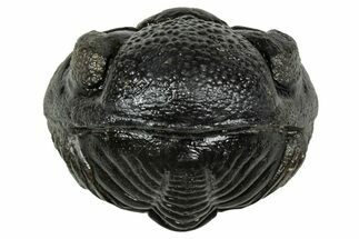 Wide, Enrolled Pedinopariops Trilobite - Excellent Eyes #347743