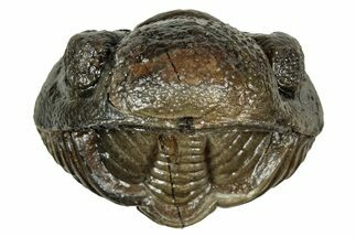 Wide, Enrolled Pedinopariops Trilobite - Excellent Eyes #347745
