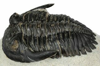 Detailed Hollardops Trilobite - Ofaten, Morocco #347776