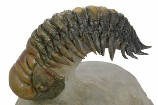 Flying Crotalocephalina Trilobite - Atchana, Morocco #347783