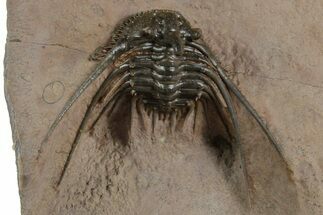 Kettneraspis Trilobite With Long Occipital - Lghaft, Morocco #347785