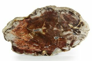 Petrified Wood For Sale