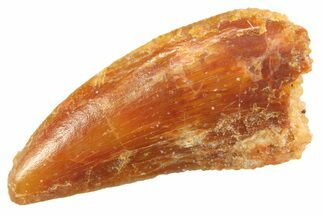 Serrated Raptor Tooth - Real Dinosaur Tooth #347052