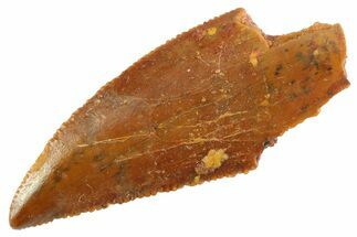 Serrated Raptor Tooth - Real Dinosaur Tooth #347074