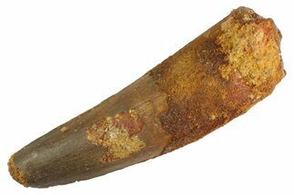Fossil Spinosaurus Tooth - Feeding Worn Tip #347192