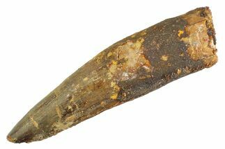 Real Fossil Spinosaurus Tooth - Huge Dinosaur Tooth #347202