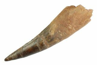 Bargain, Real Fossil Spinosaurus Tooth - Large Dinosaur Tooth #347206