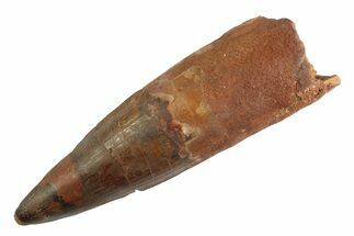 Real Fossil Spinosaurus Tooth - Composite Tooth #347219