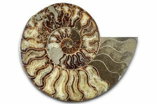 Cut & Polished Ammonite Fossil (Half) - Madagascar #347827