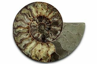Cut & Polished Ammonite Fossil (Half) - Madagascar #347833
