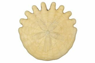 Fossil Sand Dollar (Heliophora) - Boujdour Province, Morocco #347887
