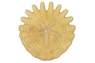 Fossil Sand Dollar (Heliophora) - Boujdour Province, Morocco #347911