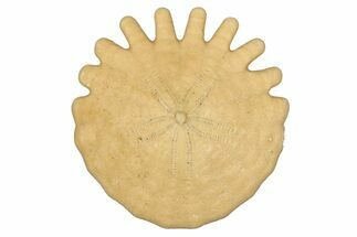Fossil Sand Dollar (Heliophora) - Boujdour Province, Morocco #347914