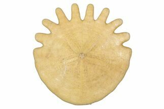 Fossil Sand Dollar (Heliophora) - Boujdour Province, Morocco #347915