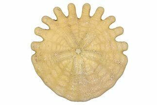 Fossil Sand Dollar (Heliophora) - Boujdour Province, Morocco #347919