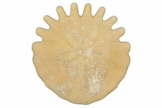 Fossil Sand Dollar (Heliophora) - Boujdour Province, Morocco #347921