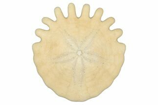 Fossil Sand Dollar (Heliophora) - Boujdour Province, Morocco #347924