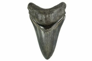 Serrated, Fossil Megalodon Tooth - Georgia #338748