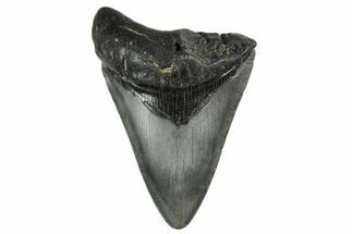 Bargain, Fossil Megalodon Tooth - Georgia #338753