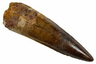 Fossil Spinosaurus Tooth - Real Dinosaur Tooth #346920