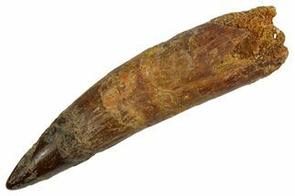 Bargain, Real Fossil Spinosaurus Tooth - Composite Tooth #346926
