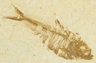 Juvenile Fossil Fish (Diplomystus) - Wyoming #348041