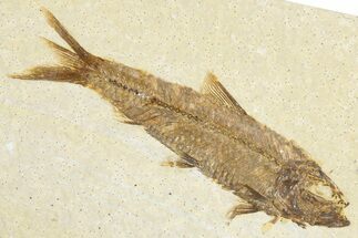 Detailed Fossil Fish (Knightia) - Wyoming #348073