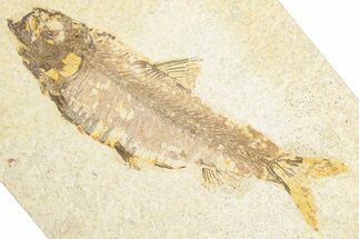Detailed Fossil Fish (Knightia) - Wyoming #348108
