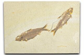 Limestone with Two Fossil Fish (Knightia) - Wyoming #348111