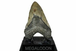 Fossil Shark Teeth For Sale