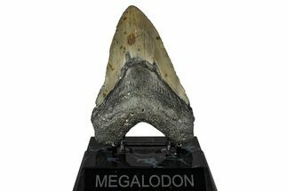 Fossil Megalodon Tooth - North Carolina #348164
