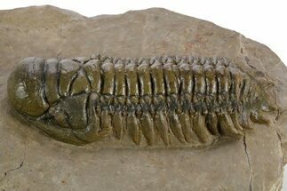 Prone Crotalocephalina Trilobite - Atchana, Morocco #348120